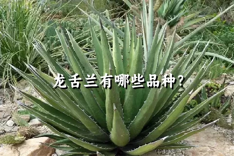 龙舌兰有哪些品种？