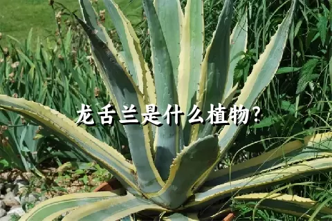 龙舌兰是什么植物？