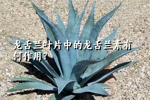 龙舌兰叶片中的龙舌兰素有何作用？