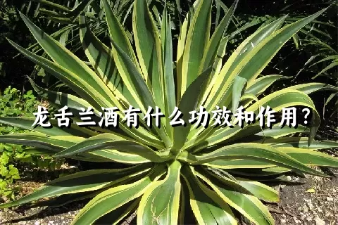 龙舌兰酒有什么功效和作用？