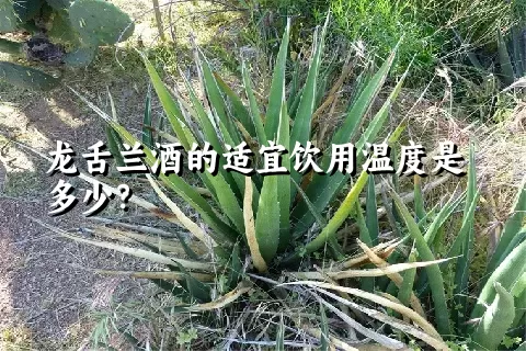 龙舌兰酒的适宜饮用温度是多少？