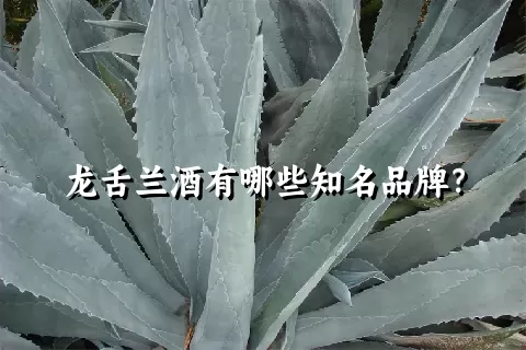 龙舌兰酒有哪些知名品牌？