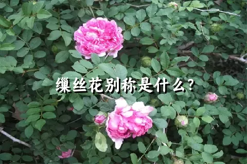 缫丝花别称是什么？