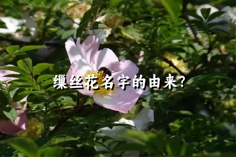 缫丝花名字的由来？