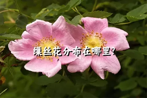 缫丝花分布在哪里?