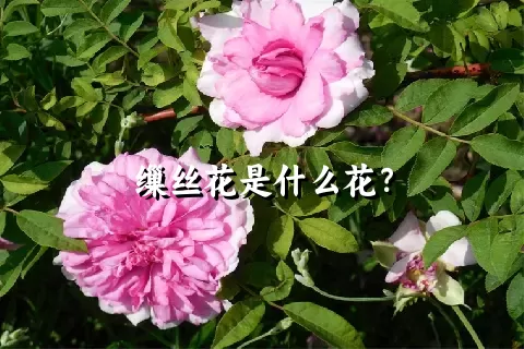 缫丝花是什么花？