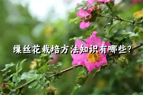 缫丝花栽培方法知识有哪些？