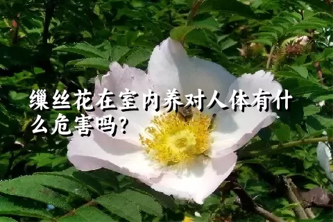 缫丝花在室内养对人体有什么危害吗？