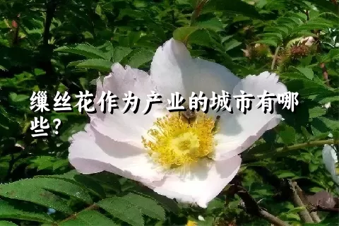 缫丝花作为产业的城市有哪些？