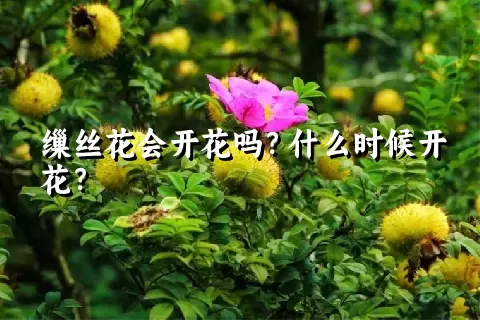 缫丝花会开花吗？什么时候开花？