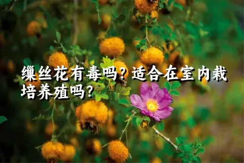 缫丝花有毒吗？适合在室内栽培养殖吗？