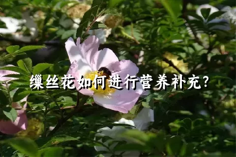 缫丝花如何进行营养补充？