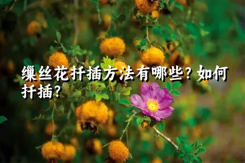 缫丝花扦插方法有哪些？如何扦插？