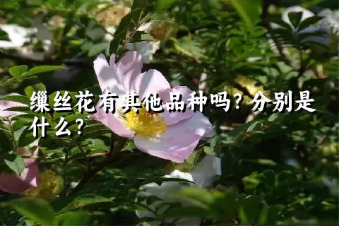 缫丝花有其他品种吗？分别是什么？