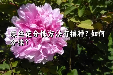 缫丝花分株方法有播种？如何分株？