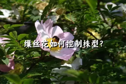 缫丝花如何控制株型？