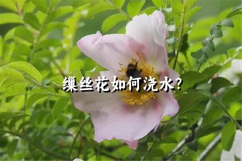 缫丝花如何浇水？