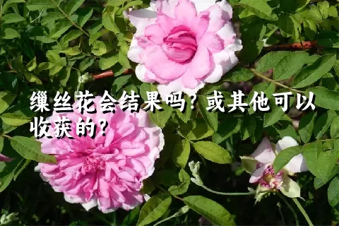 缫丝花会结果吗？或其他可以收获的？