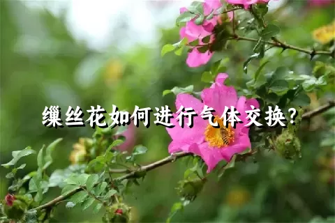 缫丝花如何进行气体交换？