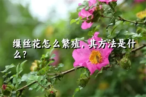 缫丝花怎么繁殖，其方法是什么？