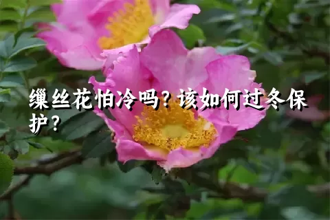 缫丝花怕冷吗？该如何过冬保护？