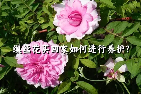 缫丝花买回家如何进行养护？