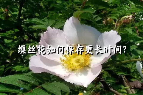 缫丝花如何保存更长时间？