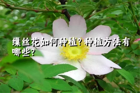 缫丝花如何种植？种植方法有哪些？