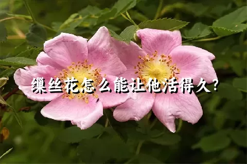 缫丝花怎么能让他活得久？