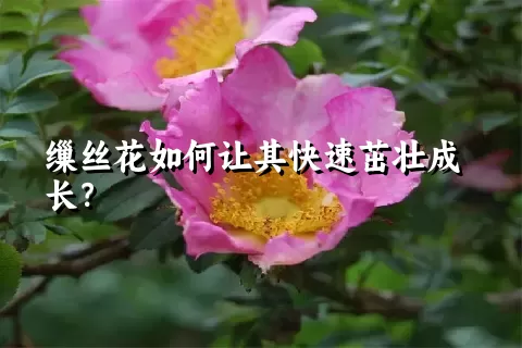 缫丝花如何让其快速茁壮成长？