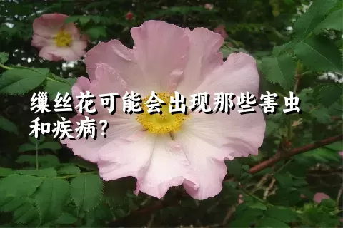 缫丝花可能会出现那些害虫和疾病？