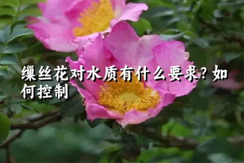 缫丝花对水质有什么要求？如何控制