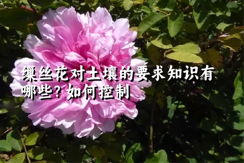 缫丝花对土壤的要求知识有哪些？如何控制