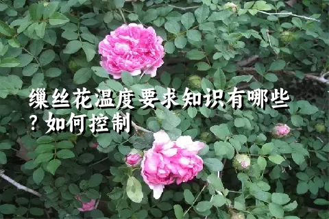 缫丝花温度要求知识有哪些？如何控制