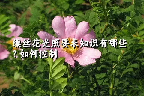 缫丝花光照要求知识有哪些？如何控制