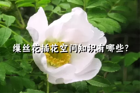 缫丝花插花空间知识有哪些？