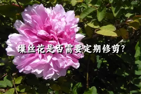 缫丝花是否需要定期修剪？