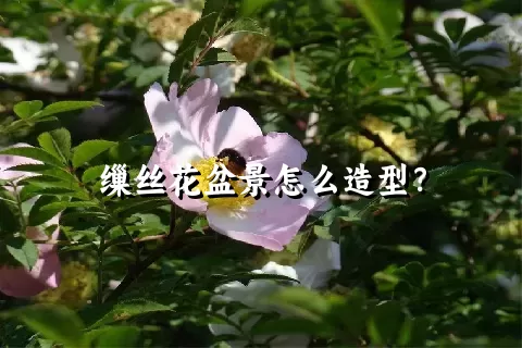 缫丝花盆景怎么造型？