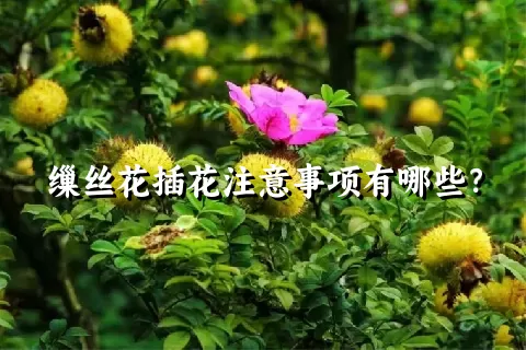 缫丝花插花注意事项有哪些？