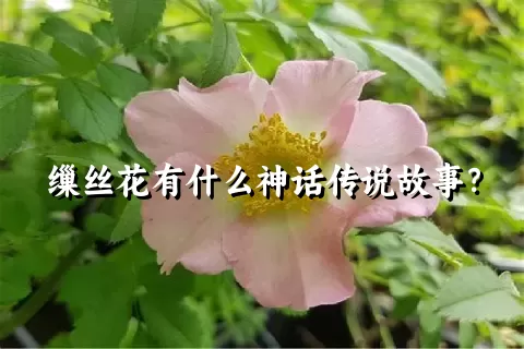 缫丝花有什么神话传说故事？