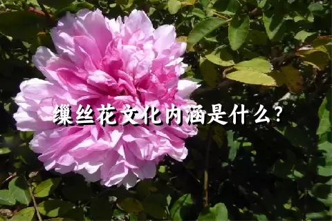 缫丝花文化内涵是什么？