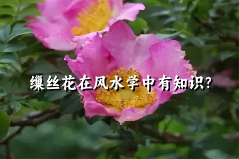 缫丝花在风水学中有知识？