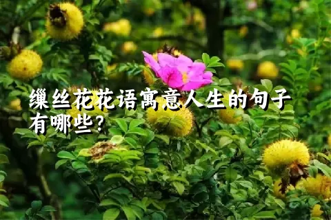 缫丝花花语寓意人生的句子有哪些？