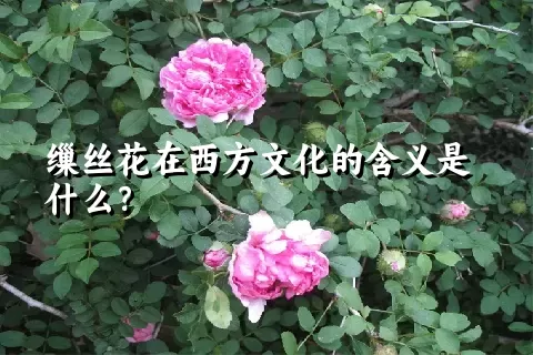 缫丝花在西方文化的含义是什么？