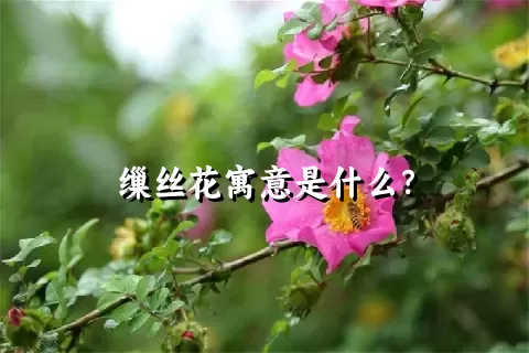 缫丝花寓意是什么？