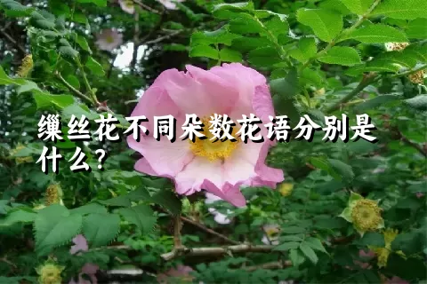 缫丝花不同朵数花语分别是什么？