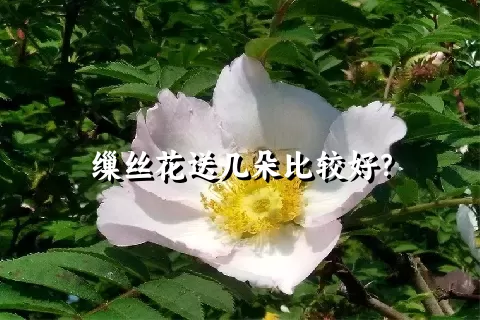 缫丝花送几朵比较好？