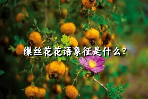 缫丝花花语象征是什么？