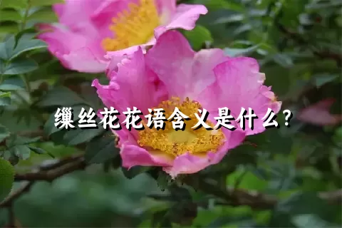 缫丝花花语含义是什么？