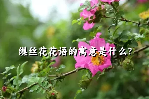 缫丝花花语的寓意是什么？